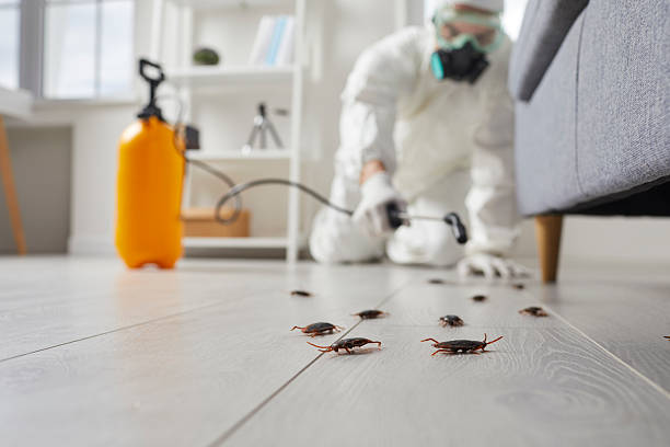 Post-Treatment Bed Bug Interceptor Monitoring in Southside Place